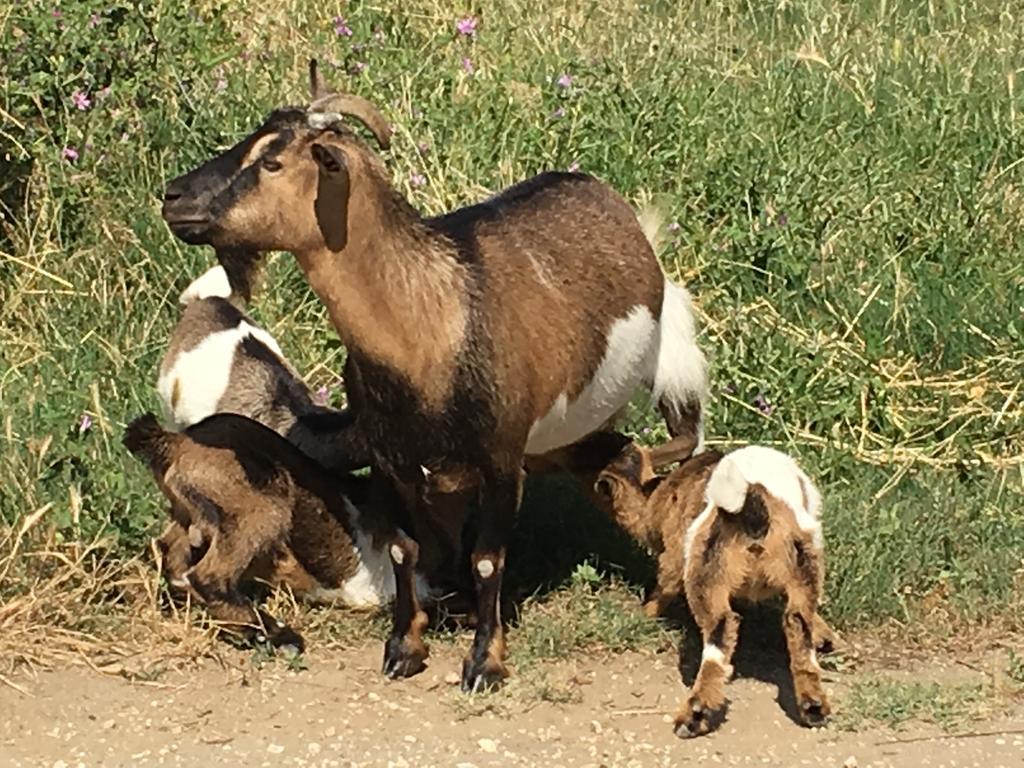 Agriturismo Terre Di Musignano Canino المظهر الخارجي الصورة