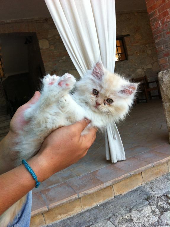 Agriturismo Terre Di Musignano Canino المظهر الخارجي الصورة